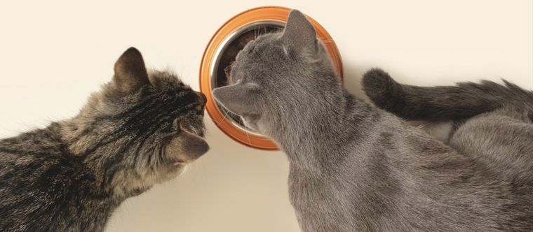 Aunque lo necesario para tu gato es una dieta equilibrada, hay algunos alimentos de consumo humano que si puede comer Foto: Shutterstock