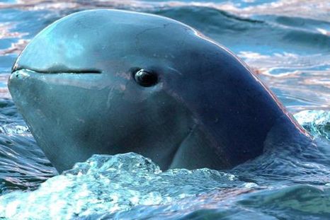 ¿Quiénes son más inteligentes, los perros o los delfines?