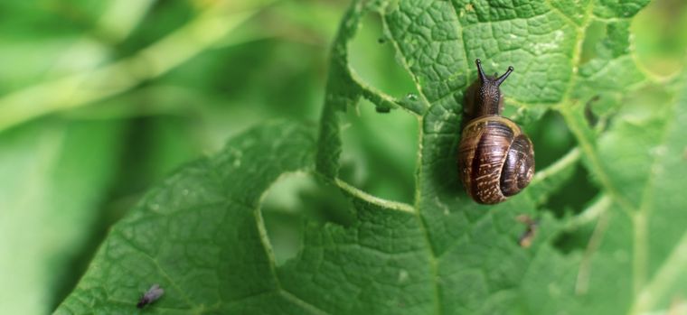 Los caracoles son una plaga muy común en el jardín Foto: Shutterstock