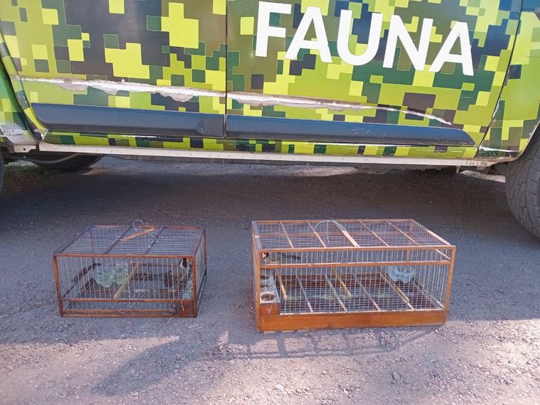 Las aves encontradas. Foto: Gobierno de Mendoza.