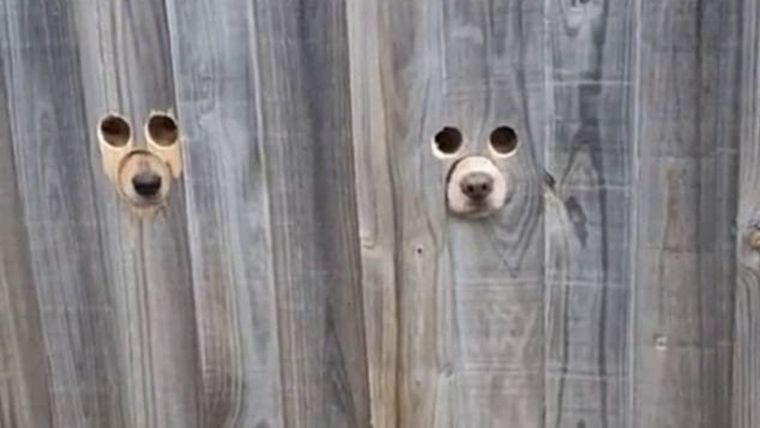 Perros, labradores, curiosos