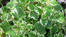 La primavera es la mejor época para empezar a cultivar incienso, descubrí cómo hacerlo Foto: Wikipedia