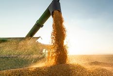 El Gobierno se lanzó a la caza de los dólares de los sojeros a través de algún incentivo, pero hasta el momento la liquidación se mantiene al ritmo habitual para esta altura del año. Foto: shutterstock.com