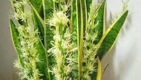 Así son las flores de una lengua de suegra