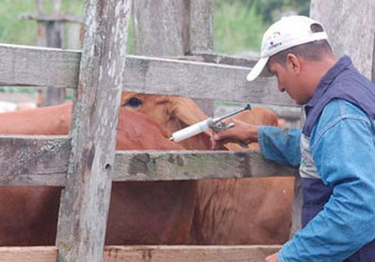 La fiebre aftosa complica al continente. (Archivo) La fiebre aftosa complica al continente. (Archivo)