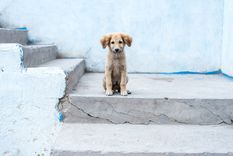 Perros callejeros Algunas recomendaciones para ayudarlos Foto: Shutterstock