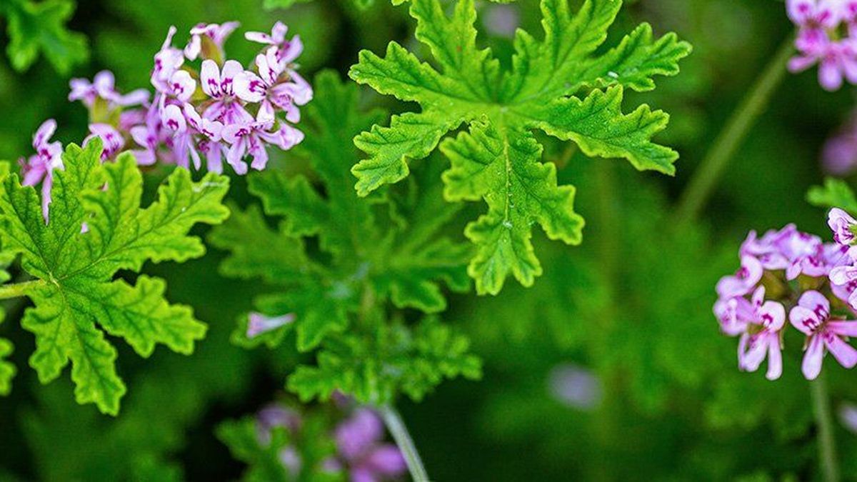 La planta que espanta mosquitos y deja un aroma fresco todo el día