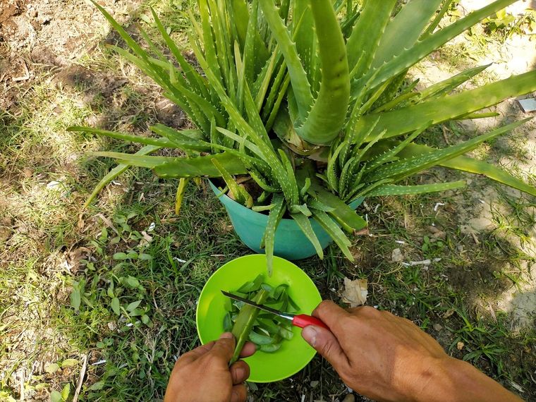 Los mejores trucos para el jardín. Foto: Fuente: Shutterstock