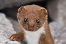 una comadreja mordio un cable y apago el gran colisionador de hadrones