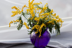 Mira la increíble planta llamada mimosa que es perfumada y debes tener. Foto: Pixabay - pixabay.com