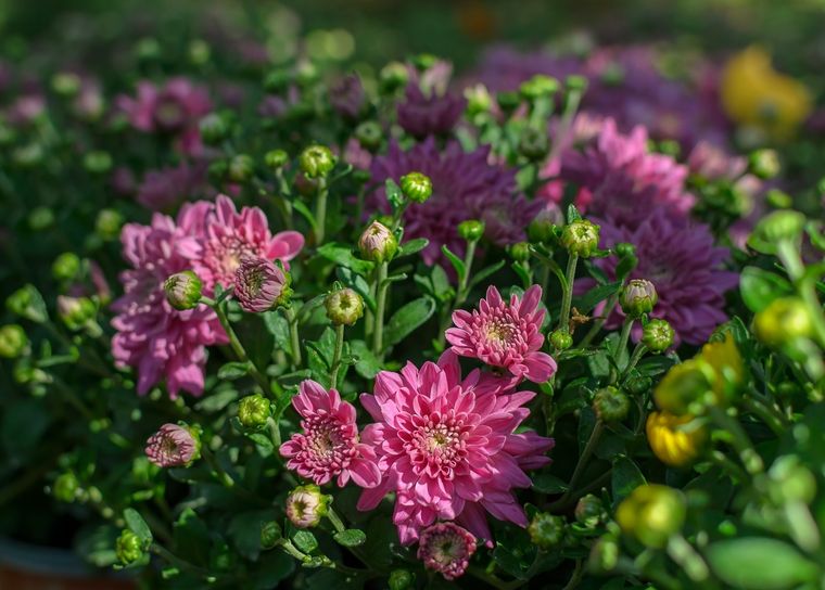 Crisantemo, atrae el dinero. Foto: Fuente: Shutterstock