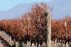 Foto: Alf Ponce / MDZ