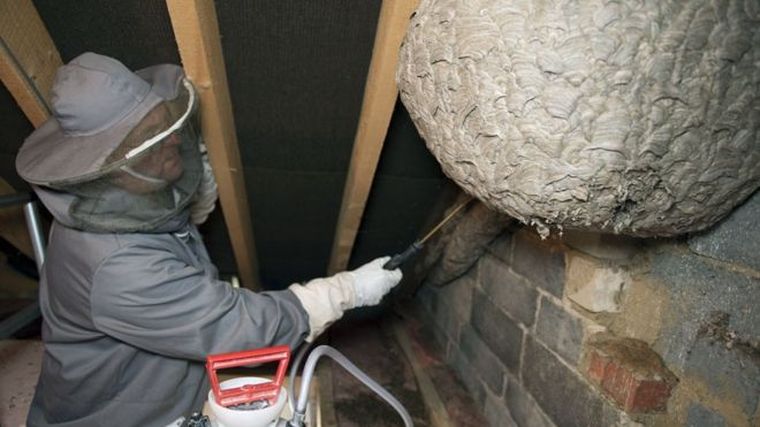 Foto: Pest Professionals