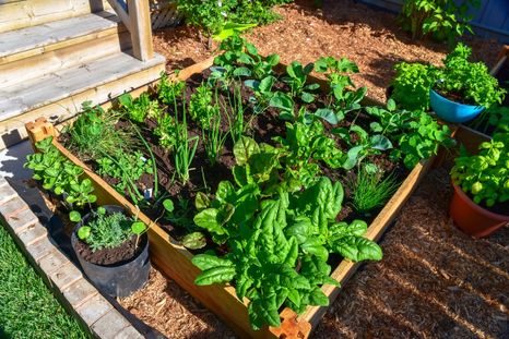 La huerta puede mantenerse activa durante los meses fríos. Foto: Shutterstock La huerta puede mantenerse activa durante los meses fríos. Foto: Shutterstock