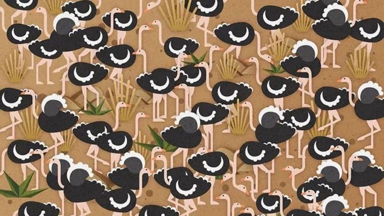 ACERTIJO VISUAL ACERTIJO VISUAL, RETO VISUAL, PARAGUAS Foto: Archivo MDZ