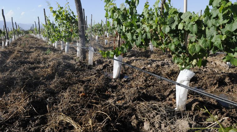 Foto: Alf Ponce / MDZ