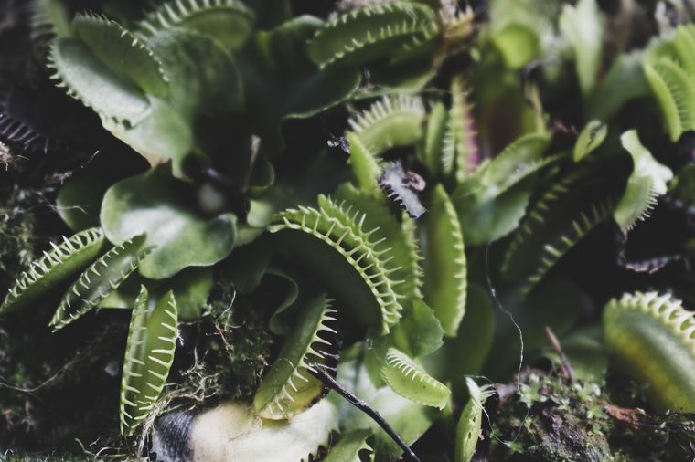 Jardinería. Las mejores plantas carnívoras recomendadas por expertos. Fuente: Freepik.