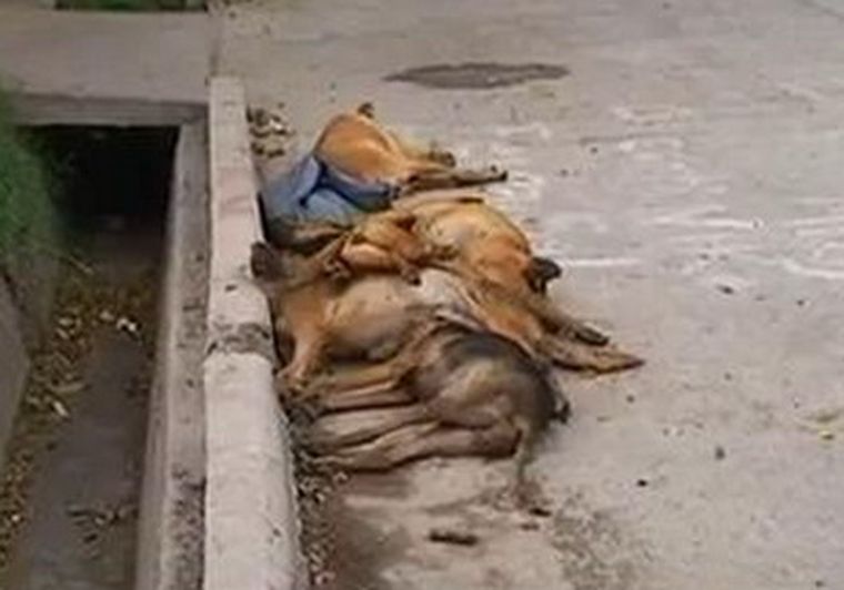 Ocho perros muertos, que pertenecían a una misma familia.