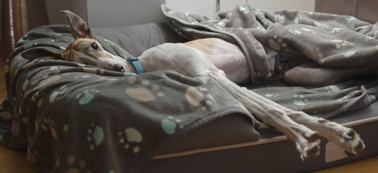 Aunque los perros tengan mucha energía adoran dormir y descansar gran parte del día Foto: Shutterstock