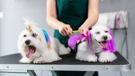 Hechos un poco fuera de los normal que los humanos hacen por sus mascotas, te contamos algunos en esta nota Foto: Shutterstock