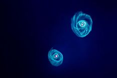 asi seremos devorados por la galaxia andromeda