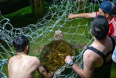 El tortugo Jorge en una red durante su traslado de Mendoza a Mar del Plata. Foto: Prensa Municipalidad de Mendoza El tortugo Jorge en una red durante su traslado de Mendoza a Mar del Plata. Foto: Prensa Municipalidad de Mendoza