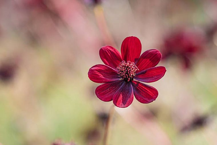 Planta con aroma a chocolate.