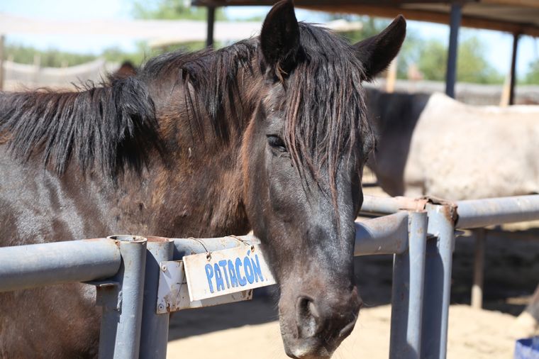 Esta enfermedad afecta a caballos y también a humanos Foto: Maximiliano Ríos/MDZ