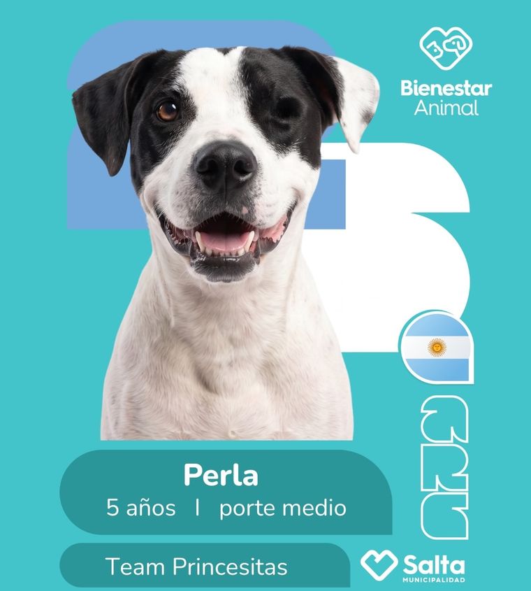 La Municipalidad de Salta lanzó una campaña junto a un centro de adopción. La Municipalidad de Salta lanzó una campaña junto a un centro de adopción.