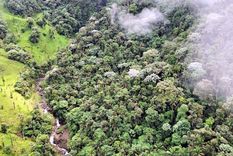 Imagen aérea de tierras de cultivo para ganado lechero junto a una zona de bosque sobreviviente. Foto: DPA