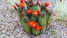 Los cactus navideños lucirán repletos de flores en el jardín.