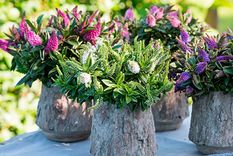 El verano puede dejar hojas quemadas o secas en algunas plantas. Foto: Archivo