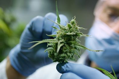 MDZol | Por segundo año, se dicta el curso “Actualización de la evidencia disponible para prescripción racional de cannabinoides?” dentro del Colegio de Médicos de Rosario Foto: Shutterstock