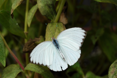 En cada cultura, hay una creencia respecto de la mariposa blanca. Conocela aquí.