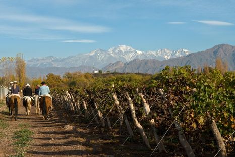 Este es el estudio que midió el impacto del cese de actividades en las bodegas argentinas