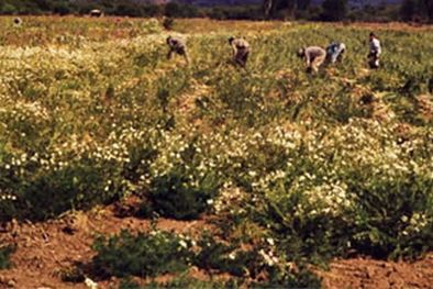 MDZol | Los trabajos cooperativos, como la cosecha del ajo, serán protagonistas. Foto: Instituto Nacional de Tecnología Agropecuaria