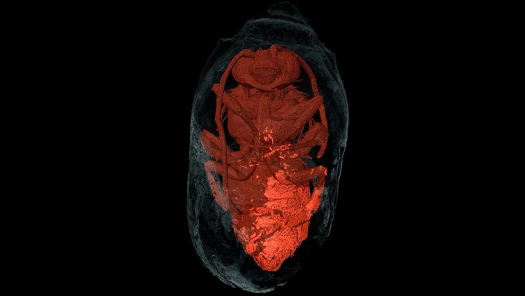 abeja momoficada Abeja momificada, según una tomografía microcomputarizada de rayos X. Foto: Universidad de Sevilla.