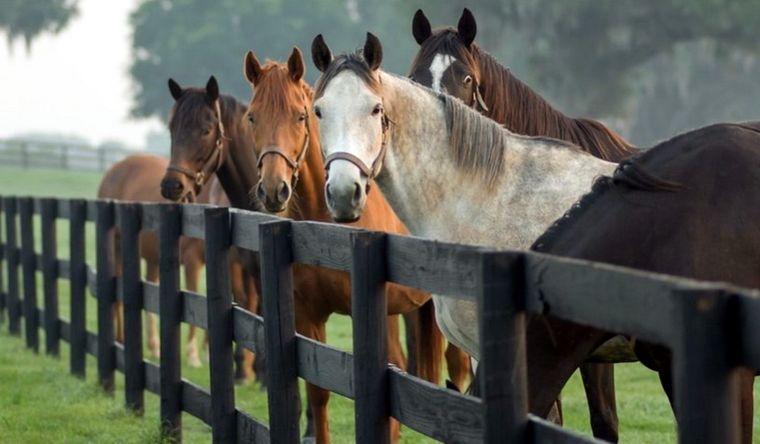 El indio lo usó como elemento de caza, transporte y arma de guerra. Foto: Dpa.