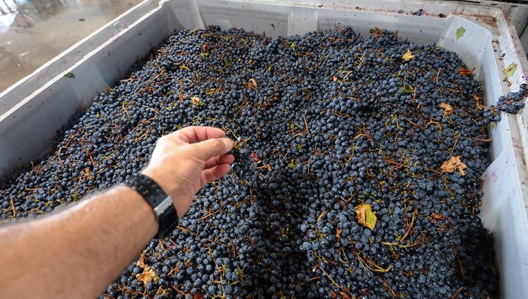 El Gobierno puso a disposición un crédito para cosecha y acarreo.&nbsp;