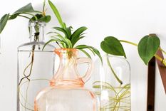 Hay plantas de interior que en lugar de tenerlas en una maceta con tierra puedes cultivarlas en agua, de una manera fácil y sencilla. Foto: Unsplash