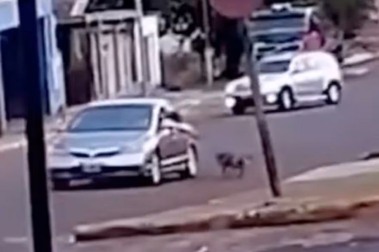 Las imágenes del perro arrastrado por un automovilista con una soga fueron captadas en un video que se hizo viral Foto: Captura de video
