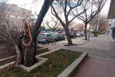 El Zonda tiró decenas de árboles en Mendoza. Foto: Alf Ponce Mercado/MDZ