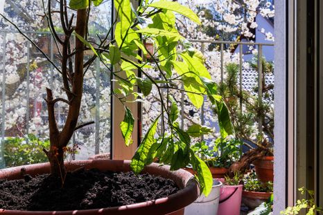 Este árbol decora y además, da los mejores frutos. Foto: Shutterstock Este árbol decora y además, da los mejores frutos. Foto: Shutterstock