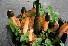 Phallus cinnabarina, el supuesto hongo sexual. Foto: DON HEMMES