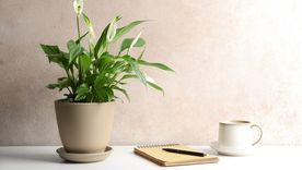 Plantas que mejoran el aire de tu casa. Plantas que mejoran el aire de tu casa.