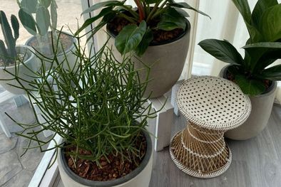 MDZol | Este abono casero es ideal para tus plantas de interior Foto: Shutterstock