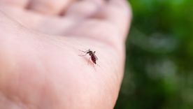 Ante la reducción de la vegetación, los mosquitos comenzaron a recurrir a la sangre humana.