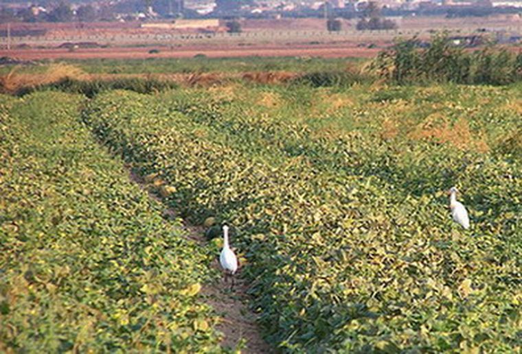 La Secretaría de Agricultura fijó aranceles para la semilla de papa. Foto: MDZ