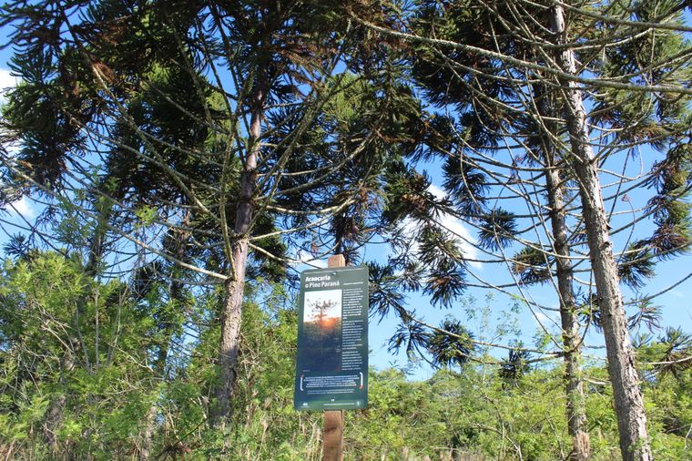 El Banco de Bosques rescata especies nativas gracias a donaciones Foto: Banco de Bosques