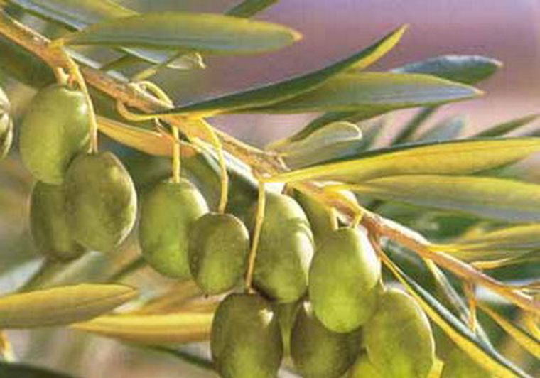 El producto que tiene cada vez más importancia en Mendoza